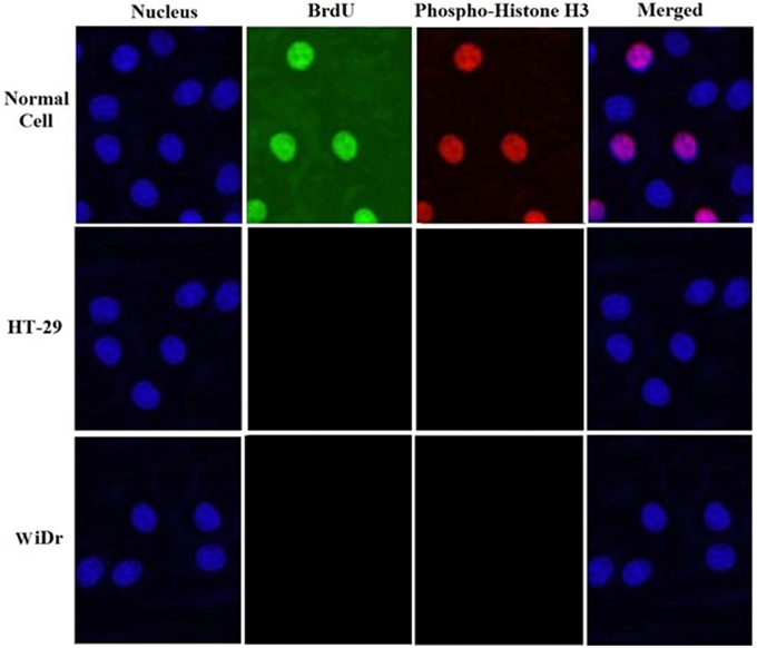 Triplicated Triplicated paper with multiplicated cells and images – For Better Science