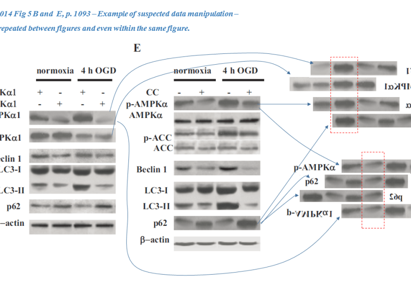 The western blot doctors of&nbsp;Silesia