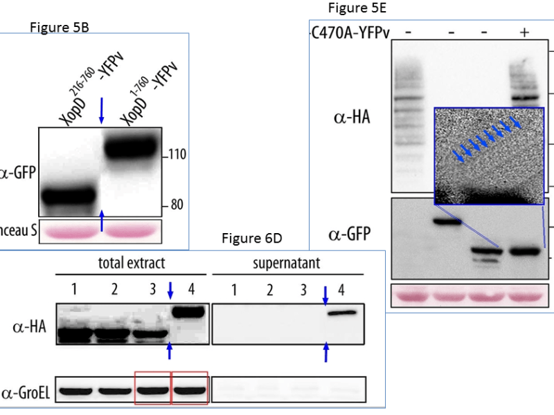 Susana Rivas: a new research integrity scandal in French plant&nbsp;sciences