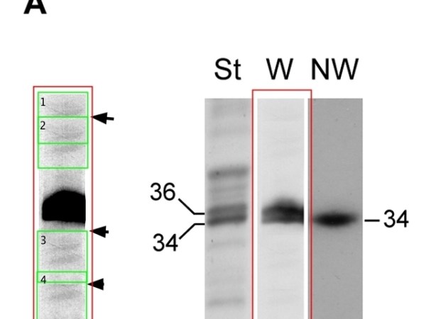 The stinking fish of&nbsp;Strasbourg