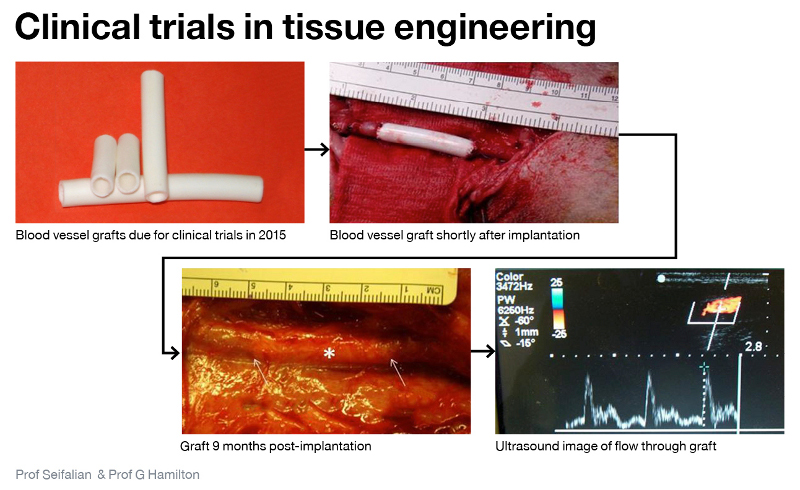 dt-organregeneration-5