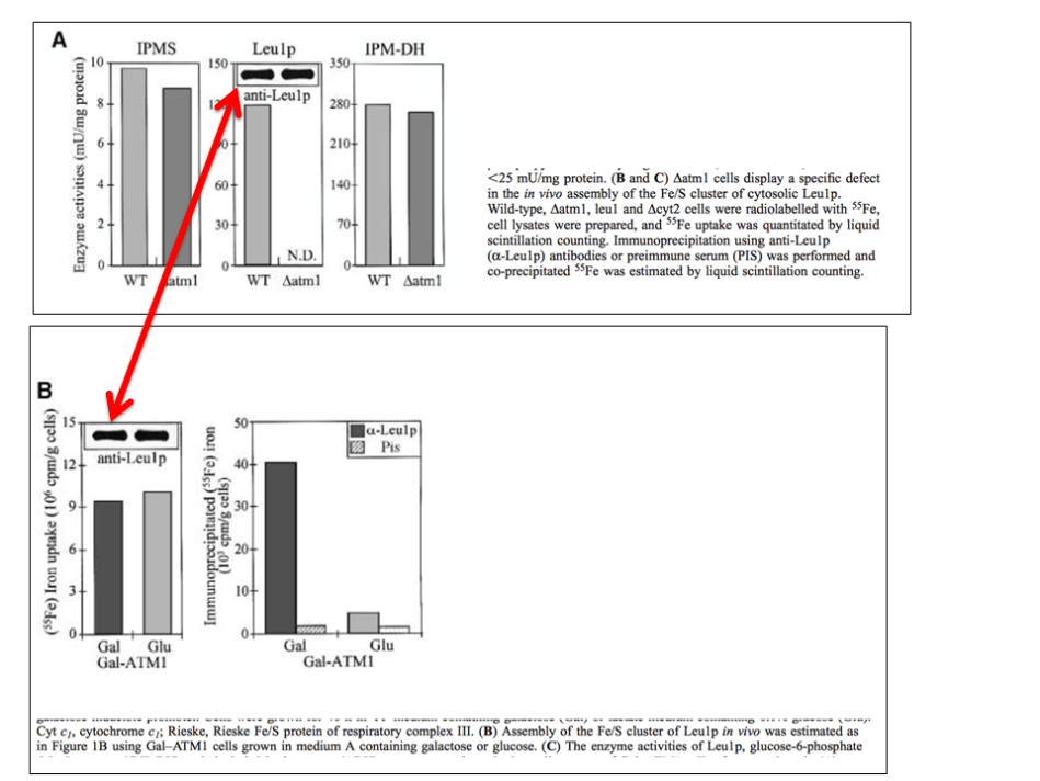 The EMBO Journal Vol.18 No.14 pp.3981–3989, 1999
