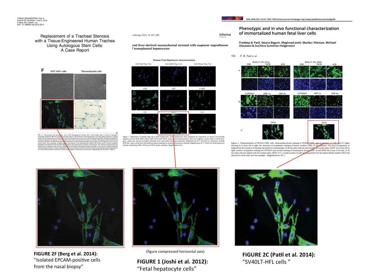 Sumitran-Holgersson and Olausson to retract 8 papers for research&nbsp;misconduct