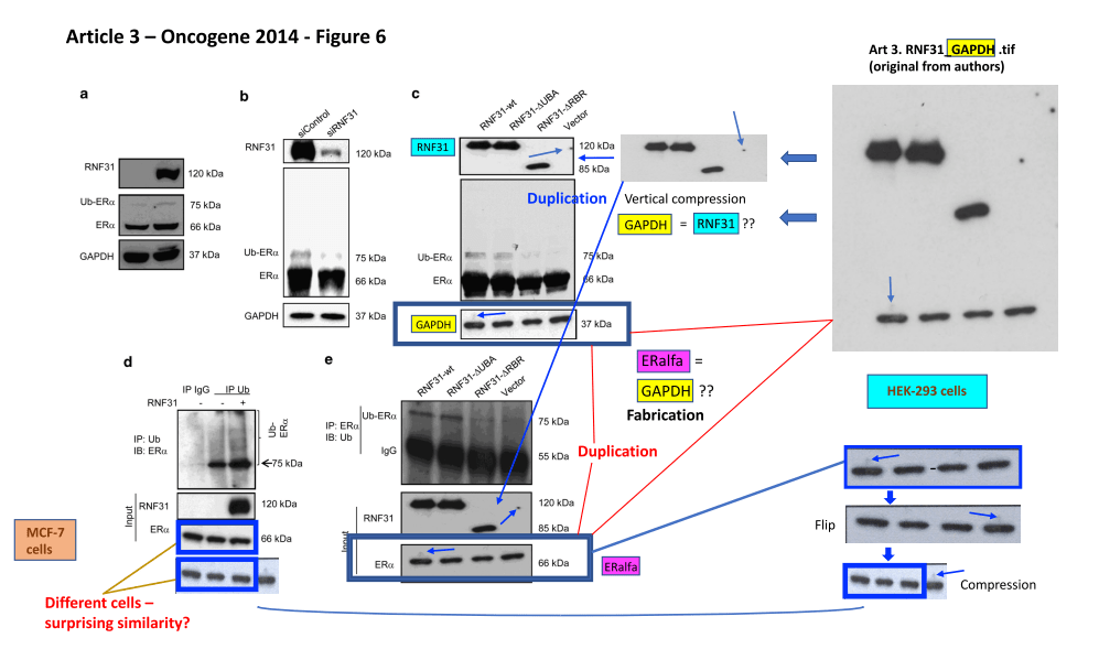 oncogene 6
