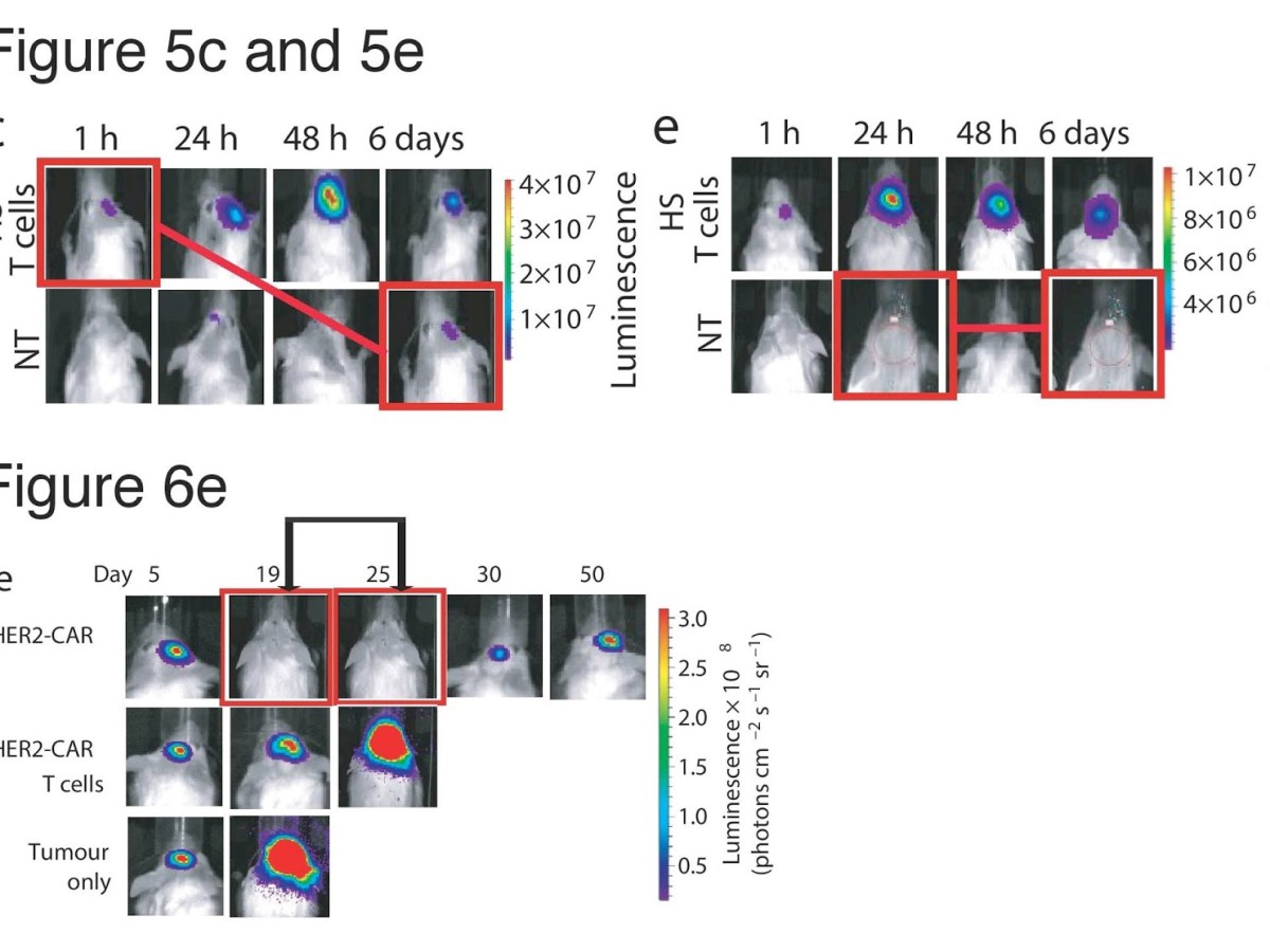 Texas Photoshop Massacre (in&nbsp;Nature)
