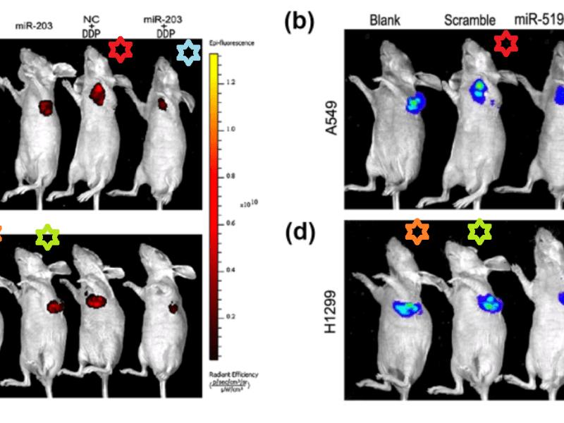 Professor Zhao’s paper mill of&nbsp;fraud
