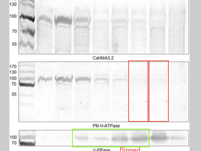 Magdalena Migocka blames students for impending&nbsp;retractions