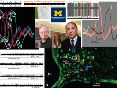 Real rats tortured for fake&nbsp;neuroscience