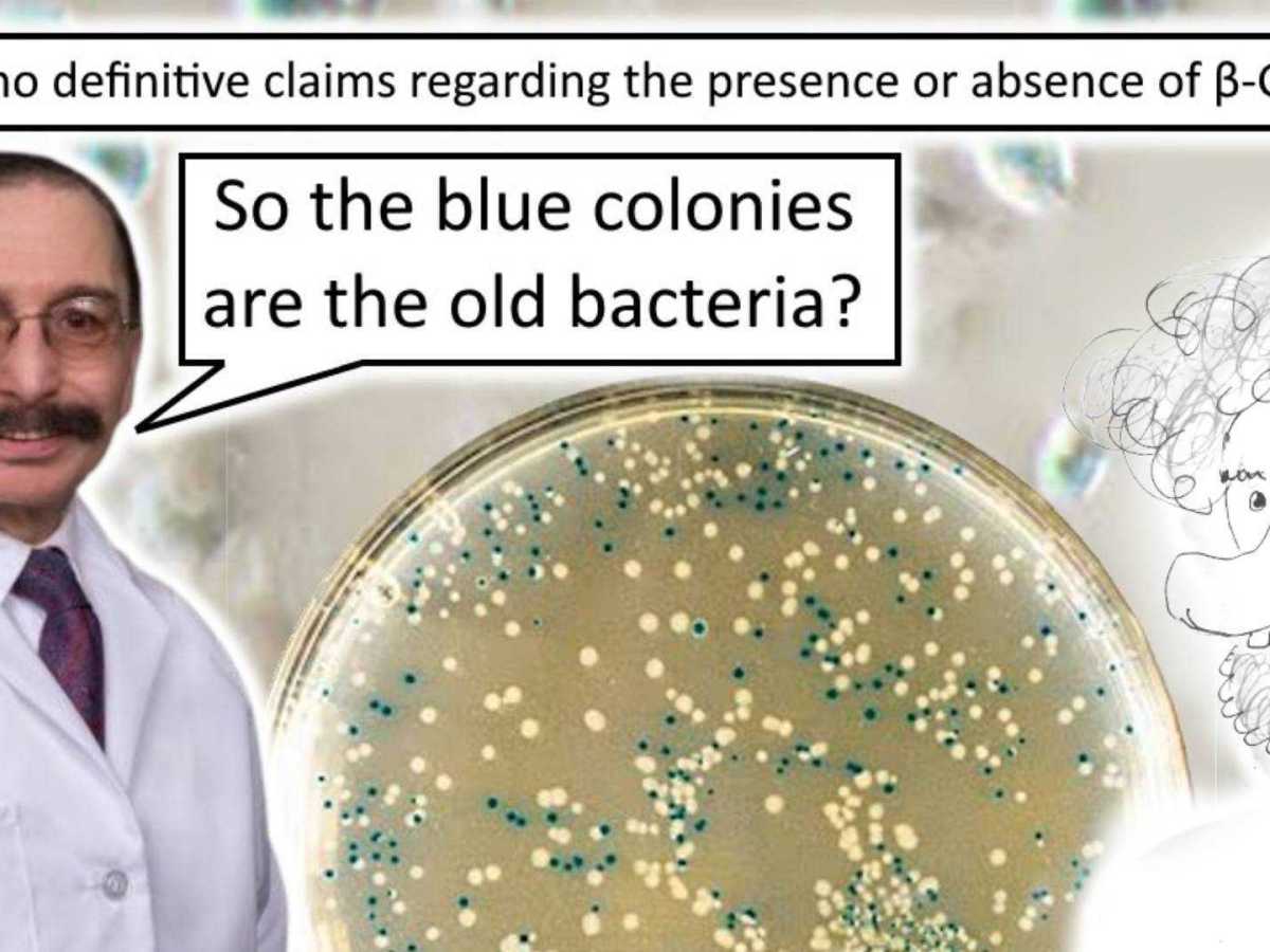 Do bacteria grow old as we&nbsp;do?